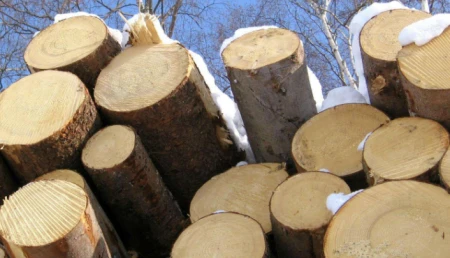 常见硬杂木有哪些品种（硬杂木有哪些木材）
