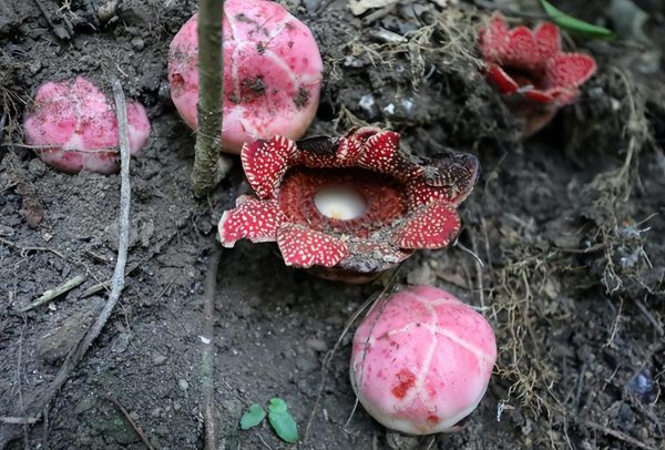 腐尸花：靠寄生长大，用臭味繁殖，花朵里面可以藏人，它有多大？