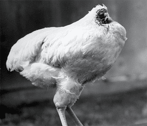被砍掉头之后，这只鸡还活了两年，盘点8种无脑仍可活的动物