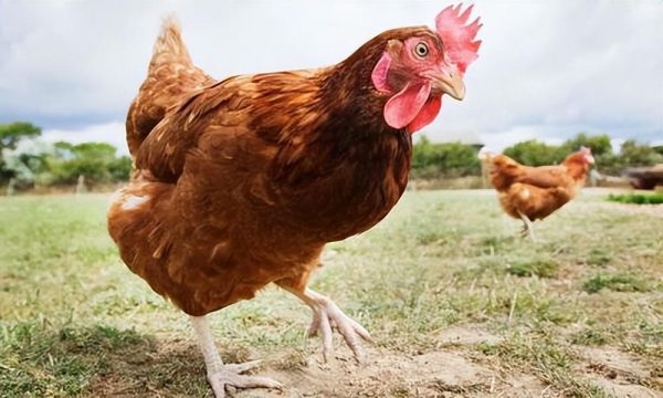 被砍掉头之后，这只鸡还活了两年，盘点8种无脑仍可活的动物