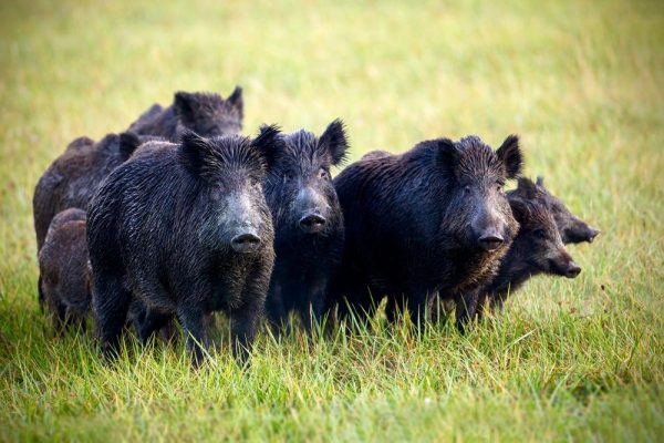 陕西林业局悬赏千元狩猎野猪，都是野生，为何野猪会越来越泛滥？