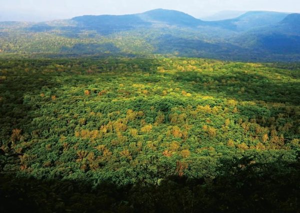 森林是不是越多越好？3.06亿年前的地球早就给出了答案